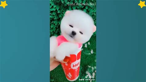 Funny Pomeranian Cute Pomeranian Mini Pomeranian Compilation 8 Youtube