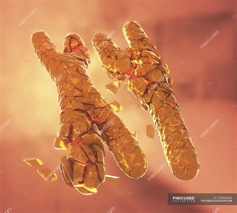 Y Chromosomes Stock Photos Royalty Free Images Focused