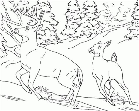 Mule Deer Coloring Page Coloring Home