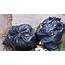 Gatineau Approves New Rules Around Garbage Pickup Apartment Composting 