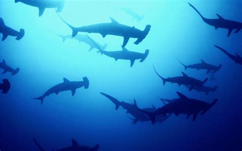 Hammerhead Sharks Wallpapers Wallpaper Cave
