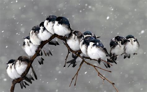 Birds On Branch In Winter Storm Hd Wallpaper Background