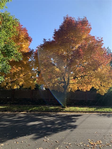Photos Gorgeous Fall Foliage Around Portland