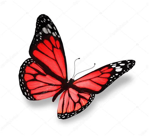 Red Butterfly Isolated On White Background Stock Photo By ©suntiger