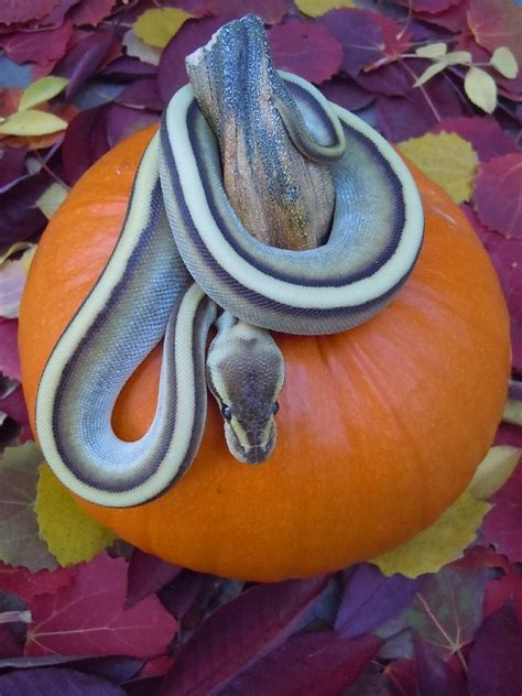 Our piebald ball pythons range from low to 90% white, with some unusual patterns such as the happy face occasionally being produced. Pumpkin Python! - Ball-Pythons.net Gallery