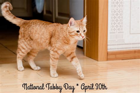Melissas Mochas Mysteries And Meows Celebrate Tabbies On April 30th