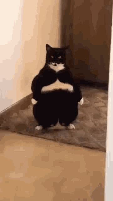 Cat Standing  Cat Standing Fat Discover And Share S