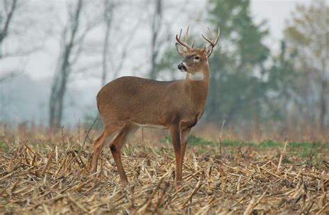 White Tailed Deer 8 Point Buck Flickr Photo Sharing