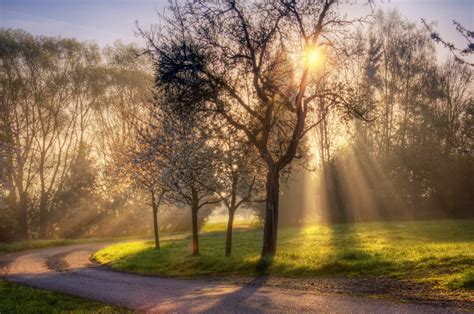 Sun Shining Through Trees Nature