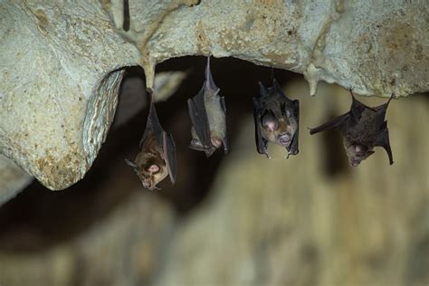 Bats Hanging In A Dark Cave Stock Photo Download Image Now Istock