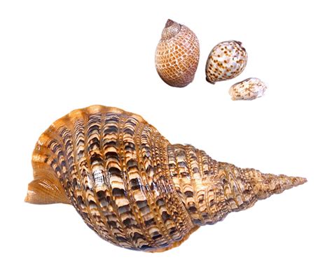 Seashell Png Transparent Image Download Size 600x492px