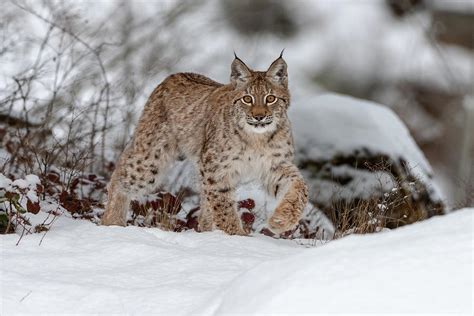 Siberian Lynx Photograph By Kelly S Nature Photography Fine Art America