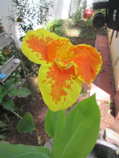 Flowers poisonous to cats lily. Are Canna Lilies Poisonous To Cats