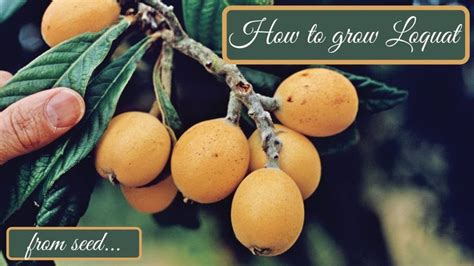 Growing Loquat Trees From Seed A Guide
