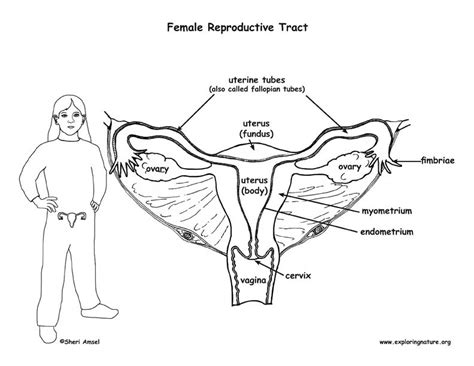 31 Female Reproductive System Quiz Label Labels For Your Ideas