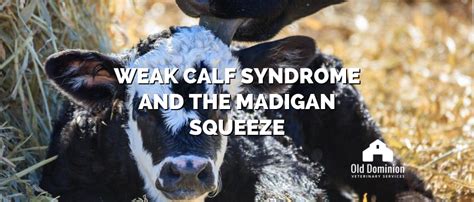 Weak Calf Syndrome And The Madigan Squeeze