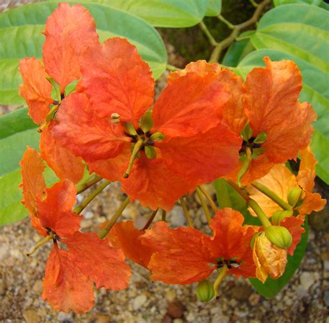 Discover Srilanka Sri Lanka Flowers