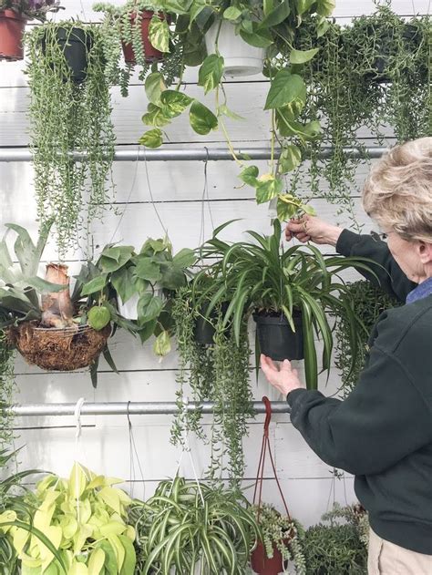 Pin On Houseplants