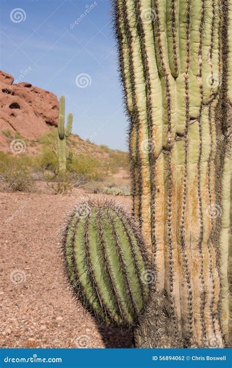 Arizona Desert Landscape Red Rocks Cactus Arid Landscape Stock Photo