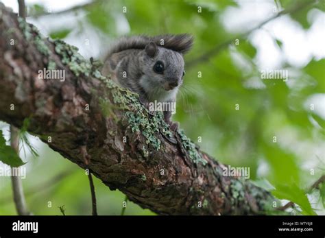 Siberian Flying Squirrel Pteromys Volans Juvenile Jyvaskya Keski