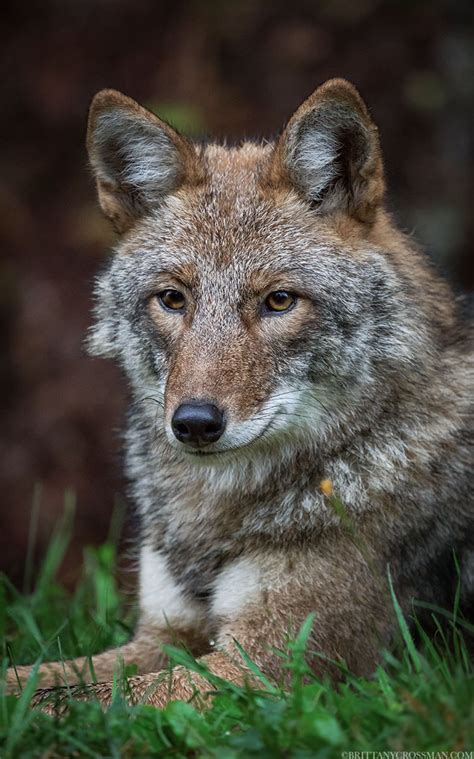 Canids Brittany Crossman Photography