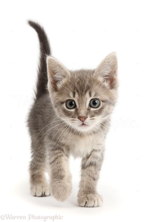 Grey Tabby Kitten Walking Photo Wp48891