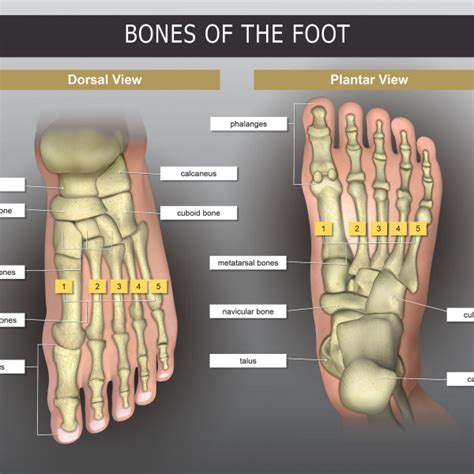 Bones Of The Foot Trialexhibits Inc