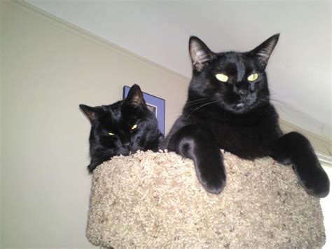 Two Black Cats Are Better Than One Cats Black Cat Animals
