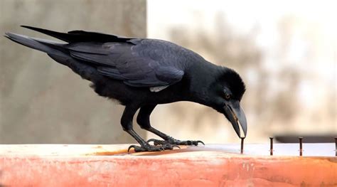 Are Ravens As Smart As Us Bbc Earth