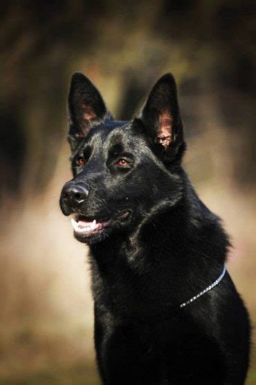 Recklessly All Black German Shepherd Police Dog