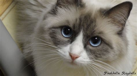 Blue Point Bicolor Female Ragdoll Blue Point Ragdoll Swans Cats And