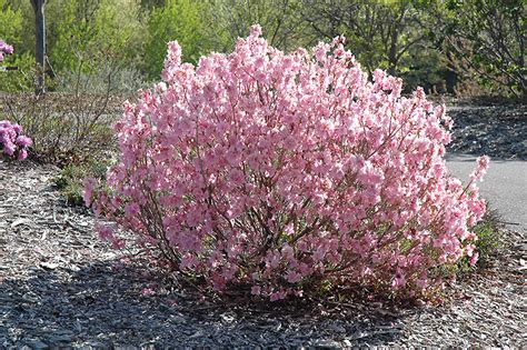 As it matures, it will become a moderate shade tree and an excellent addition to any yard. Cornell Pink Rhododendron (Rhododendron mucronulatum ...