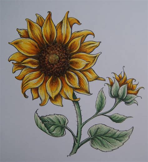 Copic Marker Europe Sunflower Tutorial Sunflower Art Sunflower