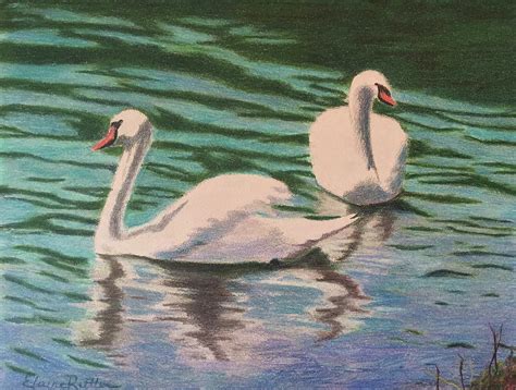 Two Swans Drawing By Elaine Rittler Fine Art America