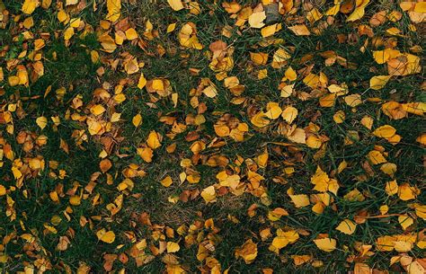 Nature Grass Autumn Leaves Hd Wallpaper Pxfuel