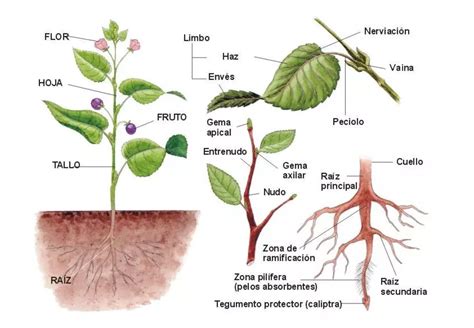 Las Plantas Y Sus Partes