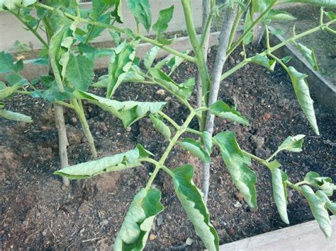 Why Are My Tomato Leaves Curling Up Gardening