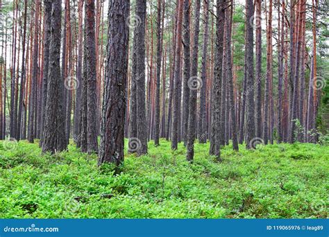 Forest Landscape With Pine Trees Stock Photo Image Of Landscape