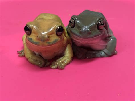 The Best Couple Rfrogs