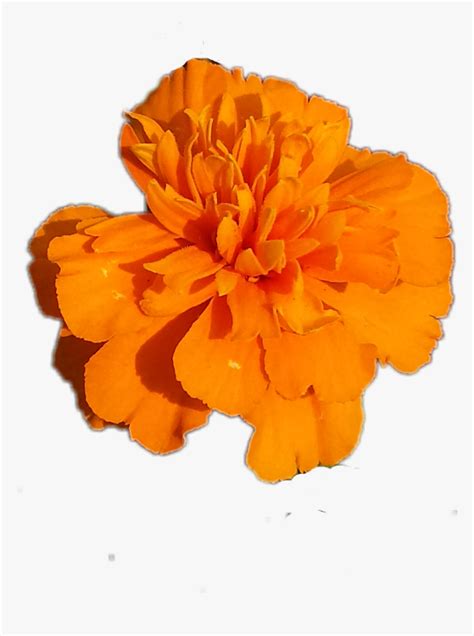 Flower Marigold Flower Orange Marigold Png Transparent Png Kindpng