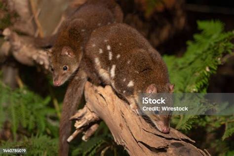 Closeup Of Cute Tiger Quolls Also Known As Spottedtail Quoll Spotted