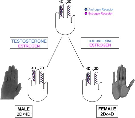 Resolving The Role Of Prenatal Sex Steroids In The Development Of Digit