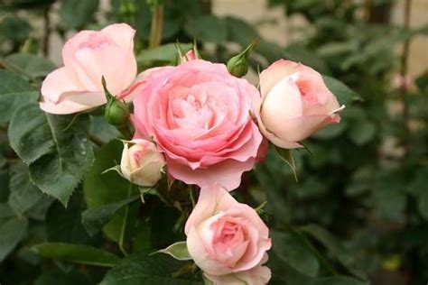 Kletterrose Mini Eden Rose Mit Bildern Kletterrosen Rosen Blumen