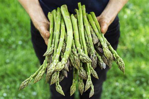 Growing Asparagus How To Plant Harvest And Maintain A Great Crop