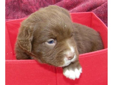 Welcome to puppies for adoption listings site. SPCA Puppies Available for Adoption Next Week ...
