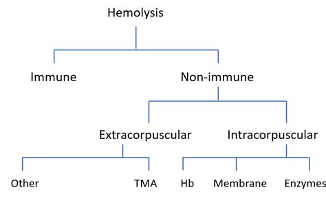 What Are Causes Of Hemolysis The Blood Project