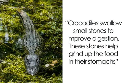 Top 10 Fascinating Facts About Alligators You Probably Didnt Know