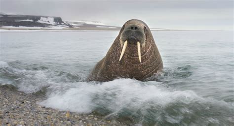 Walrus Pictures Information And Facts Aurora Expeditions