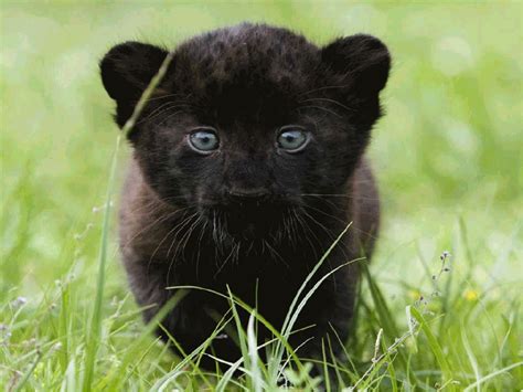 Baby Black Panther The Cutest Darn Creatures Pinterest