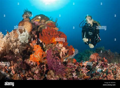 Scuba Diver And Coral Reef Komodo National Park Indonesia Stock Photo